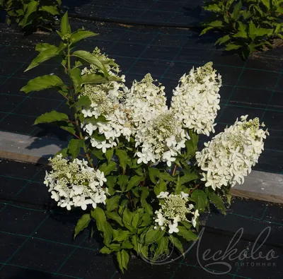 Гортензия метельчатая (Hydrangea paniculata `Dolly`) - Гортензия метельчатая  - Кустарники - Каталог - LESKOVO-PITOMNIK.ru