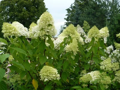 Кустарники: Гортензия метельчатая Кэндллайт \"Hydrangea paniculata  Candlelight\"