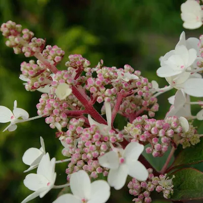 Hydrangea paniculata Candlelight