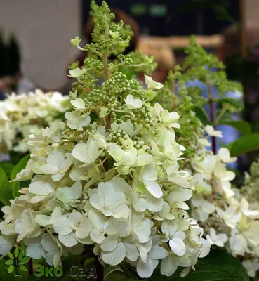 Гортензия метельчатая \"Кэндллайт\" (Hydrangea paniculata Candlelight) -  Гортензия - Лиственные весна 2014 - Каталог - Eko-sad.ru