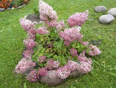 Гортензия метельчатая \"Пинк Леди\" (Hydrangea paniculata \" Pink Lady\") -  Питомник и Садовый центр Русские Деревья