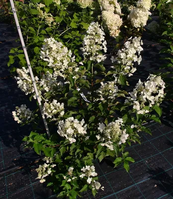 Гортензия метельчатая Пинк Леди (Hydrangea paniculata Pink Lady) Р9 —  Питомник Летний сад