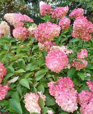 Гортензия метельчатая Пинк Даймонд Hydrangea paniculata Pink Diamond C3 y01  Ш в Ленинградской области и СПб.