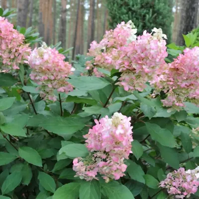 🌱 Гортензия метельчатая Пинк Леди на штамбе по цене от 10500 руб:  крупномеры, саженцы - купить в Москве с доставкой - интернет-магазин Все  Сорта