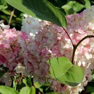 Гортензия метельчатая Pink Lady, купить саженцы в Перми, цена - питомник  «Анютины Глазки»