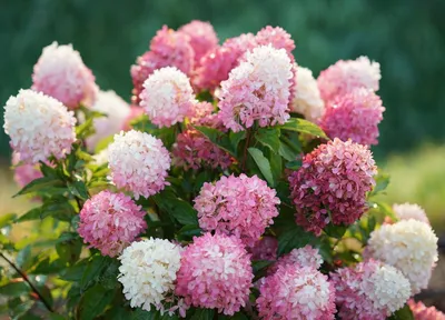 Гортензия метельчатая \"Пинк Леди\" (Hydrangea paniculata \" Pink Lady\") -  Питомник и Садовый центр Русские Деревья