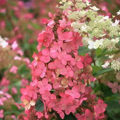 Купить Саженцы Гортензии метельчатой Пинк энд Роуз (Hydrangea paniculata  Pink and Rose) Р9 оптом/розница