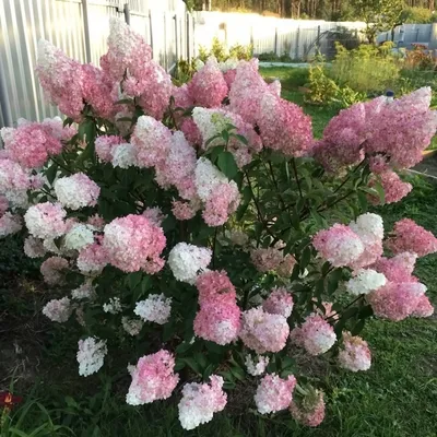 Гортензия метельчатая \"Пинк Леди\" (Hydrangea paniculata \" Pink Lady\") -  Питомник и Садовый центр Русские Деревья
