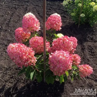 Гортензия метельчатая 'Пинк Леди' (Hydrangea paniculata 'Pink Lady')