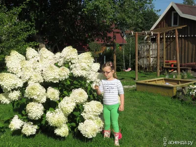 Гортензия метельчатая Геркулес (Hydrangea paniculata) , гортензии ,  гортензия - Экзотик Флора