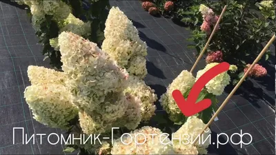 Купить саженцы Гортензия метельчатая Полярный Медведь (30-40 см, 2 года, 3  л горшок) оптом и в розницу по лучшей цене - Агросад +7(978)851-63-30