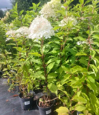 Гортензия Полярный медведь (Hydrangea paniculata Polar Bear)