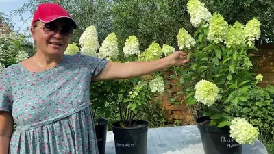 Гортензия метельчатая Полярный медведь (Hydrangea paniculata Polar Bear)  C10L;40-50 BE – Ваш сад