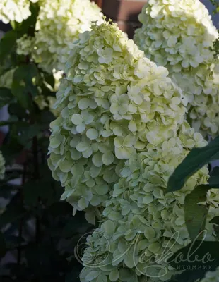 Гортензия метельчатая Полярный медведь (Hydrangea paniculata Polar Bear) –  Ваш сад