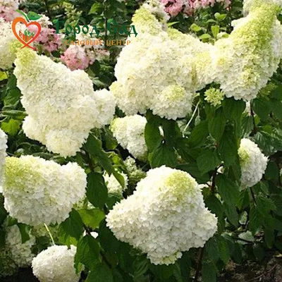 Гортензия метельчатая (Hydrangea paniculata `Polar Bear`) - Гортензия  метельчатая - Кустарники - Каталог - LESKOVO-PITOMNIK.ru