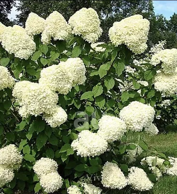 Гортензия метельчатая Полар Бир (Hydrangea paniculata Polar Bear) 3-х  летняя ᐉ купить с доставкой почтой по Украине в питомнике Биосад