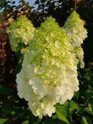 Гортензия метельчатая Полярный Медведь Hydrangea paniculata `Polar Bear` -  YouTube