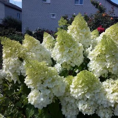 Гортензия метельчатая Полярный медведь (Hydrangea paniculata Polar Bear) -  Сад удачи, интернет-магазин садовых растений