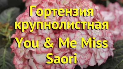 Купить Гортензия крупнолистовая Мисс Саори | Miss Saori (P12) в  Ростове-на-Дону с доставкой по России | Мой Сад