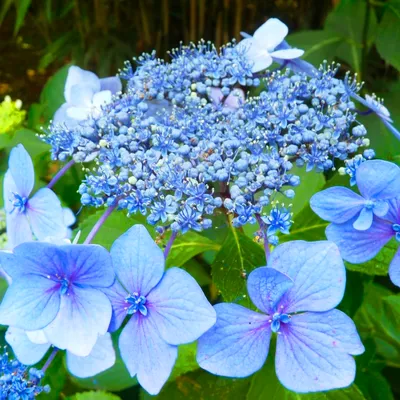 Купить саженцы Гортензия крупнолистная Hydrangea macrophylla Hopcorn с  доставкой по всей России — интернет-магазин «Сады Семирамиды» в Москве