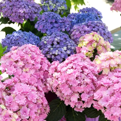 Коллекции растений ЦСБС СО РАН - Hydrangea macrophylla (Thunb.) – Гортензия  крупнолистная