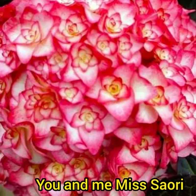 Miss Saori ® - Winnaar Best Plant Award bij de RHS Chelsea Flower Show 2015  - tuinhortensias - Van Klaveren Plant