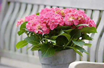 Miss Saori ® - Winnaar Best Plant Award bij de RHS Chelsea Flower Show 2015  - tuinhortensias - Van Klaveren Plant