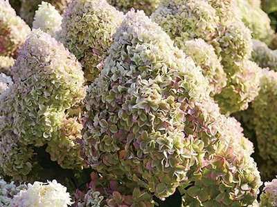 Штамбовые : Hydrangea p.PASTELGREEN. Гортензия метельчатая ПАСТЕЛЬ ГРИН  ШТАМБ