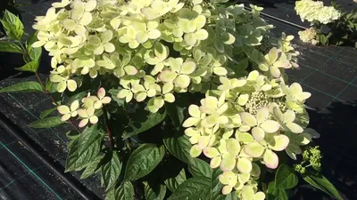 Гортензия метельчатая Пастель Грин Hydrangea paniculata PastelGreen -  купить декоративные и хвойные растения с доставкой по Украине в магазине  Добродар