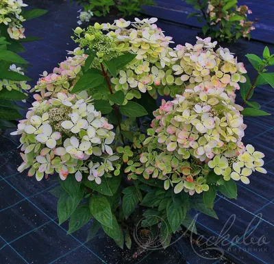 Гортензия метельчатая (Hydrangea paniculata `Pastelgreen`) - Гортензия  метельчатая - Кустарники - Каталог - LESKOVO-PITOMNIK.ru