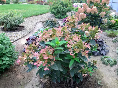 Гортензия метельчатая Пастель Грин (Hydrangea paniculata Pastel Green)  1-2л, цена в Санкт-Петербурге от компании Вилла-планта (садовый центр и  питомник растений, ландшафтное бюро)