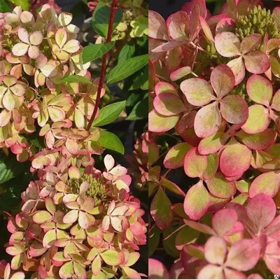 Гортензия метельчатая Пастель Грин | Hydrangea panniculata Pastel Green  (Renxolor)