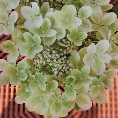 Гортензия метельчатая Пастель Грин. (Hydrangea paniculata Pastel  Green/Rencolor) С5 купить в интернет-магазине ЦВІТСАД с доставкой по Украине