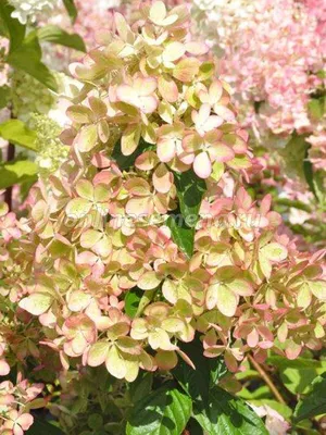 Гортензия метельчатая (Hydrangea paniculata `Pastelgreen`) - Гортензия  метельчатая - Кустарники - Каталог - LESKOVO-PITOMNIK.ru