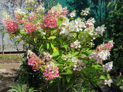 Гортензия метельчатая Пастель Грин | Hydrangea panniculata Pastel Green  (Renxolor)