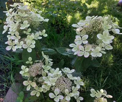 Гортензия метельчатая Пастель Грин | Hydrangea panniculata Pastel Green  (Renxolor)