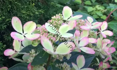 Гортензия метельчатая (Hydrangea paniculata `Pastelgreen`) - Гортензия  метельчатая - Кустарники - Каталог - LESKOVO-PITOMNIK.ru