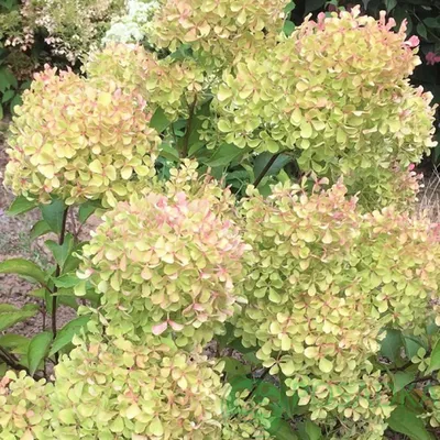 Гортензия метельчатая Пастель Грин / Hydrangea paniculata 'Pastelgreen'