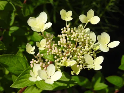 Гортензия Пастель Грин HYDRANGEA PANICULATA PASTELGREEN 'Renxolor' в  конт.3л (ID#1217248208), цена: 380 ₴, купить на Prom.ua