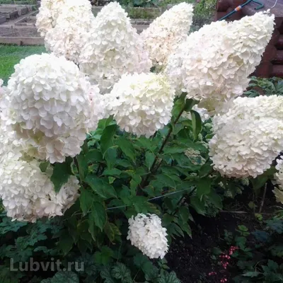 Гортензия метельчатая Геркулес (Hydrangea paniculata) , гортензии ,  гортензия - Экзотик Флора