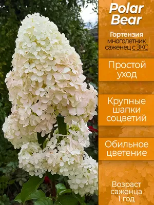 Купить Гортензия метельчатая 'Полярный медведь' на штамбе / Hydrangea  paniculata 'Polar Bear' с доставкой в Подмосковье в Сергиевом Посаде в  питомнике АгроПАРК