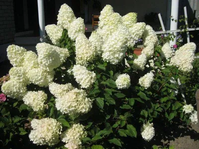 Гортензия Полярный медведь (Hydrangea paniculata Polar Bear)