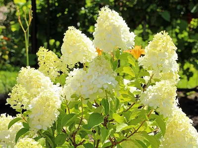 Гортензия метельчатая Полярный медведь (Hydrangea paniculata Polar Bear) -  Сад удачи, интернет-магазин садовых растений