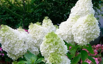 Гортензия метельчатая Полярный медведь (Hydrangea paniculata Polar Bear)  C10L;40-50 BE – Ваш сад