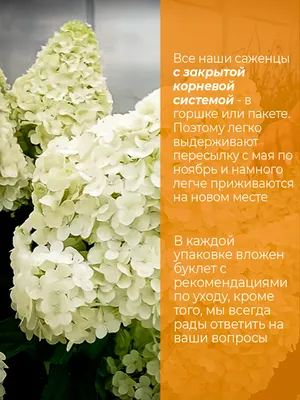 Гортензия метельчатая (Hydrangea paniculata `Polar Bear`) - Гортензия  метельчатая - Кустарники - Каталог - LESKOVO-PITOMNIK.ru