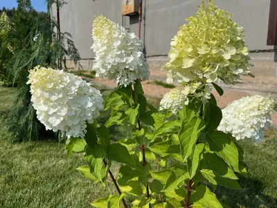 Гортензия метельчатая Полярный медведь купить недорого