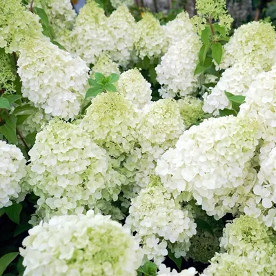 Гортензия метельчатая Полярный Медведь Hydrangea paniculata `Polar Bear` -  YouTube