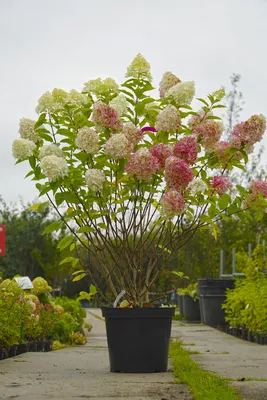 Гортензия метельчатая Саммер Лав Hydrangea paniculata Summer Love 🌿🌿🌿 -  YouTube