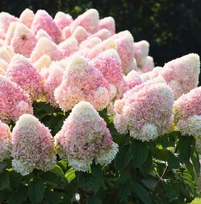 Гортензия метельчатая Бесконечное Лето Саммер Лав (Hydrangea macrophylla  Endless Summer® SUMMER LOVE) 3л NEW!, цена в Санкт-Петербурге от компании  Вилла-планта (садовый центр и питомник растений, ландшафтное бюро)