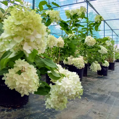 Гортензия метельчатая Саммер Лав Hydrangea paniculata Summer Love - купить  декоративные и хвойные растения с доставкой по Украине в магазине Добродар